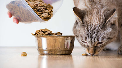 eine Katze, die gefüttert wird